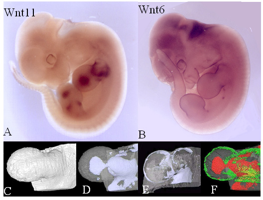 A selection of images showing the gene expression patterns of Wnt6 and  Wnt 11 genes, in situ hybridized in thieler stage 19 mouse embryos